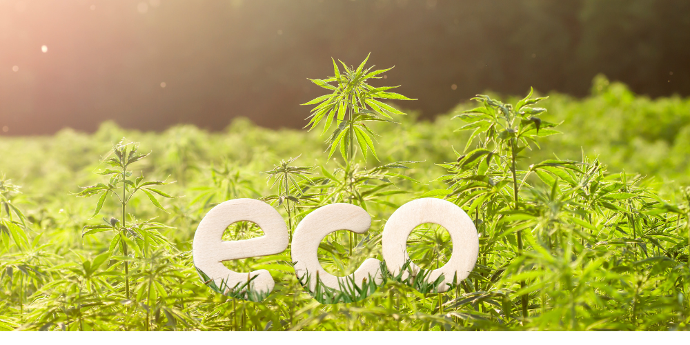 Why Hemp is One of the Most Sustainable Crops on Earth