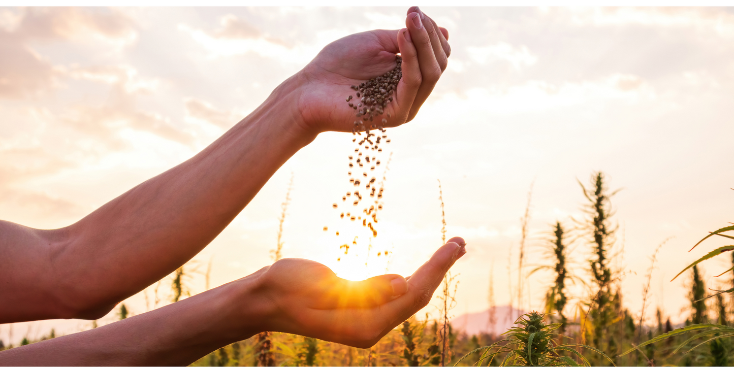 Hemp seeds growing in a lush green hemp farm under natural sunlight