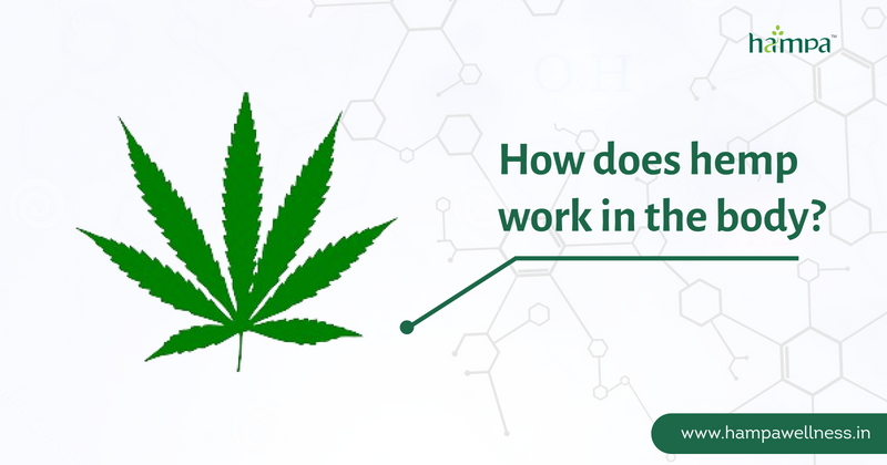 How Does Hemp Work in the Body? The Endocannabinoid System Explained