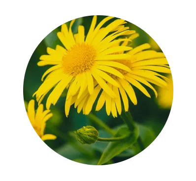Arnica