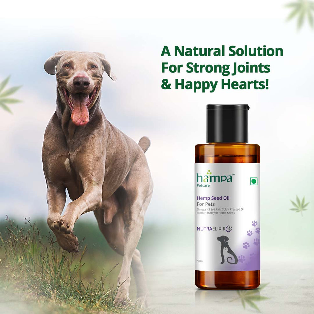 
                  
                    Hemp Seed Oil for Pets- 50ml
                  
                