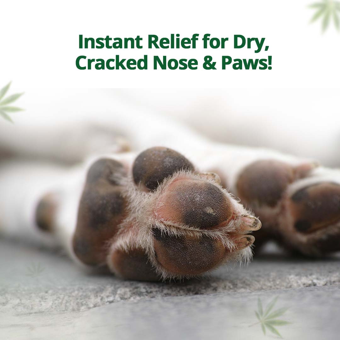 
                  
                    Hemp Balm for Pets - 50g
                  
                