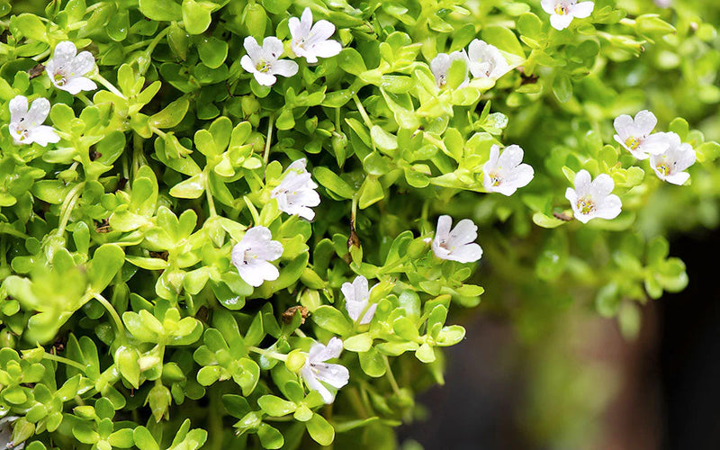 Brahmi