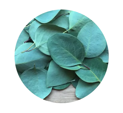Eucalyptus 