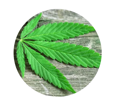 Hemp Seed Oil