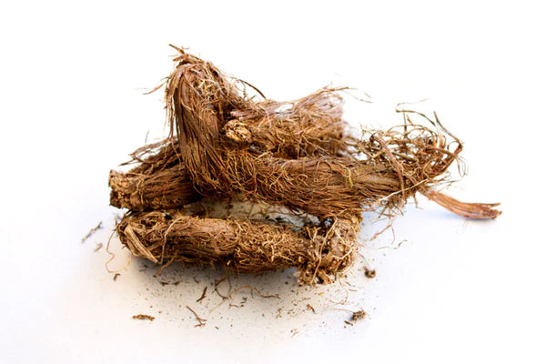 Jatamansi (Nardostachys jatamansi) 
