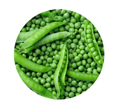 Pea Protein