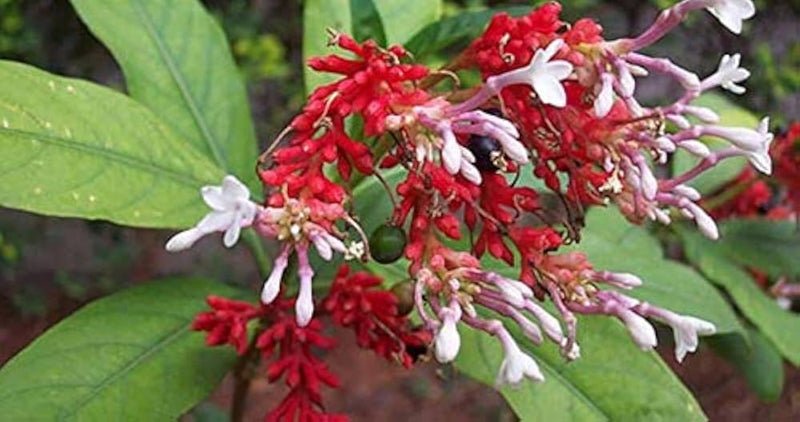 Sarpgandha (Rauwolfia serpentina)