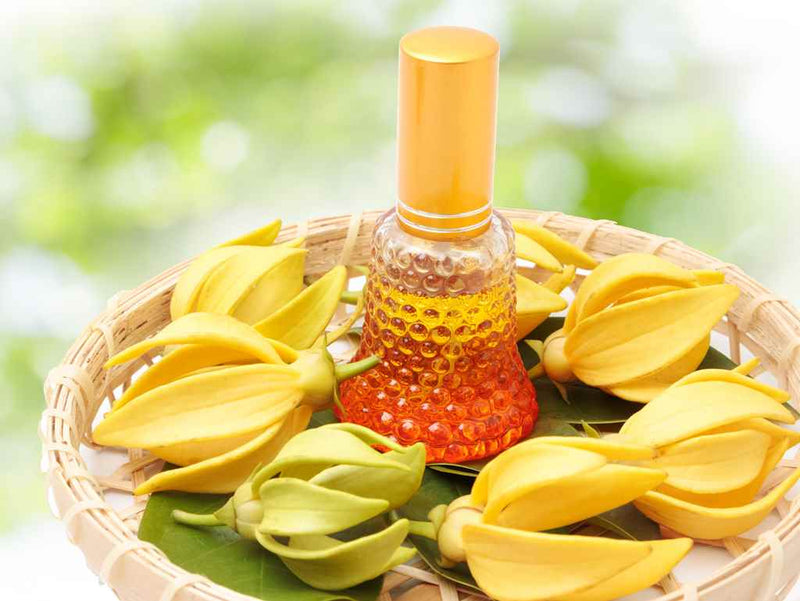 Ylang Ylang Flower Oil