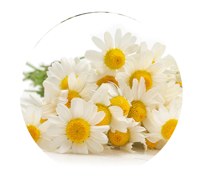Chamomile