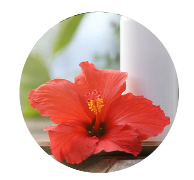 Hibiscus